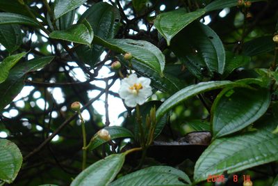 Miconia subhirsuta, photographed by Alec McClay