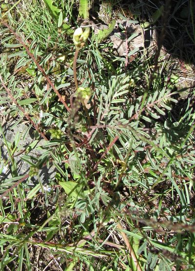 Astragalus atropubescens, photographed by Wendy McCrady