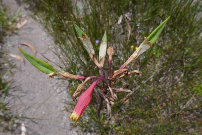 Blandfordia nobilis, photographed by Gary Williams