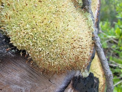 Octoblepharum albidum, photographed by Theo Summer
