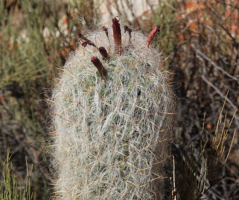 Oreocereus celsianus, photographed by Hugo Hulsberg