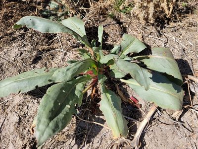 Rumex hymenosepalus, photographed by Dan Killam