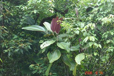 Miconia calvescens, photographed by Alec McClay