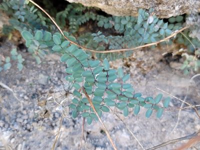 Pellaea truncata, photographed by Dan Killam