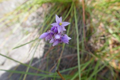 Sowerbaea juncea, photographed by Gary Williams