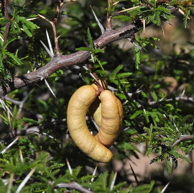 Strombocarpa ferox, photographed by Hugo Hulsberg