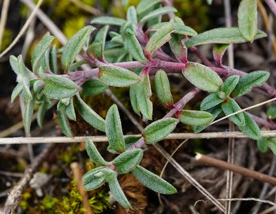 Helianthemum canum, photographed by Patrick Hacker