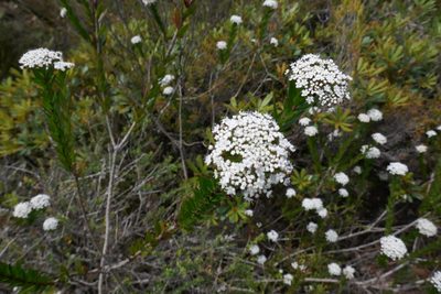 Platysace lanceolata, photographed by Gary Williams