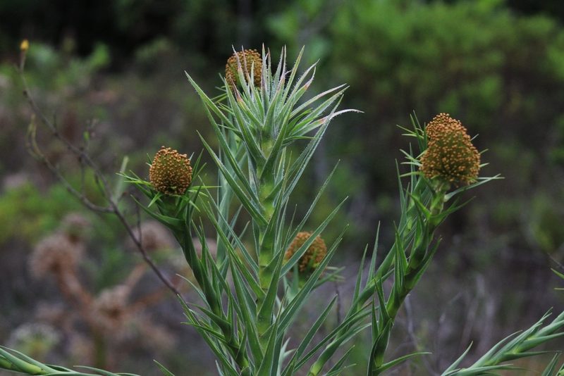Paepalanthus ramosus, photographed by Carlos Vidigal