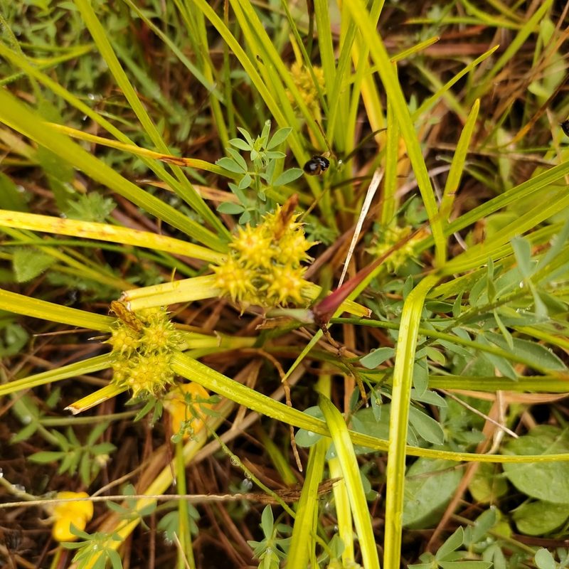 Carex flaviformis, photographed by Tom Ferguson