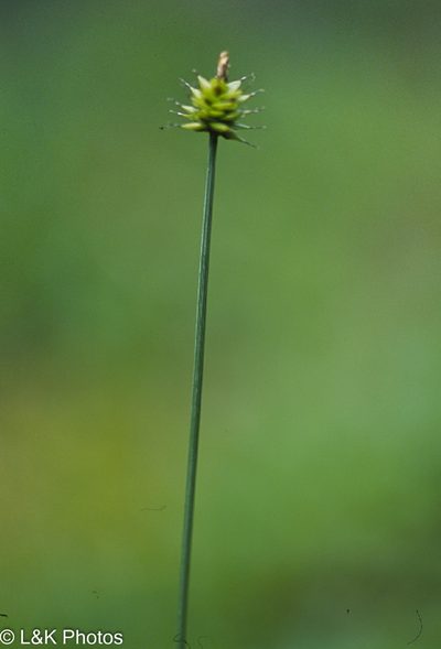 Carex capitata, photographed by lallen