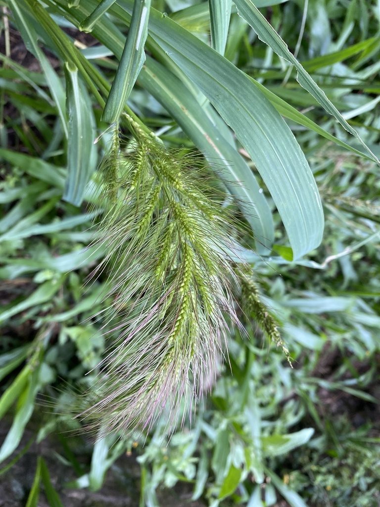 Echinochloa telmatophila, photographed by Richard Fuller