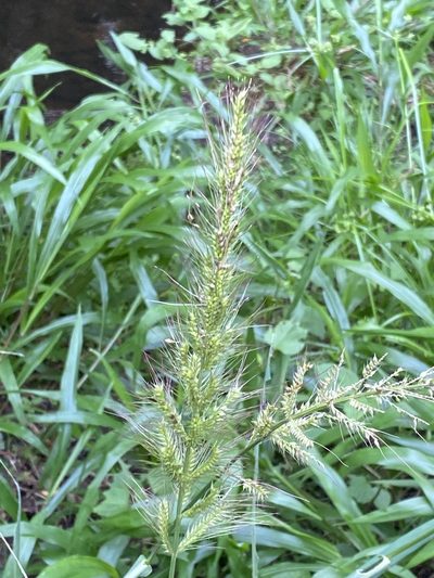 Echinochloa telmatophila, photographed by Richard Fuller
