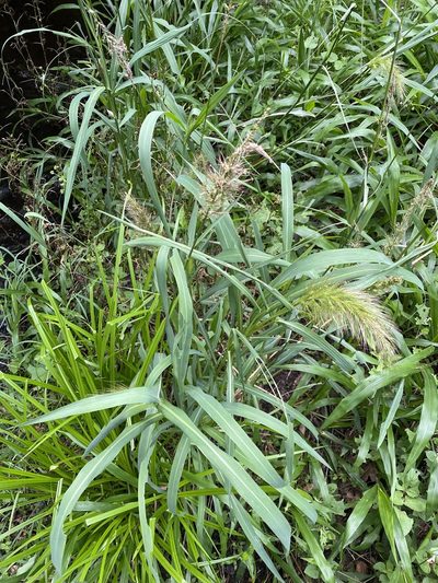 Echinochloa telmatophila, photographed by Richard Fuller