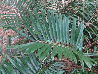 Zamia integrifolia, photographed by Austin Pursley