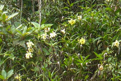 Sobralia xantholeuca, photographed by Alec McClay