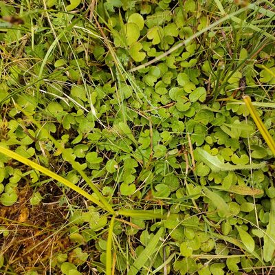 Centella uniflora, photographed by Tom Ferguson