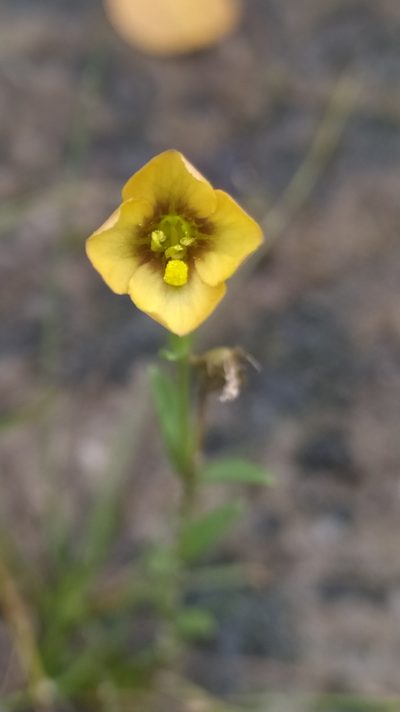 Schultesia guianensis, photographed by Guillaume Delaitre
