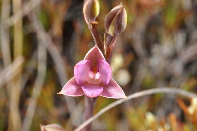 Thelymitra hatchii, photographed by Pieter Pelser