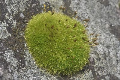 Hymenoloma crispulum, photographed by Braden J. Judson
