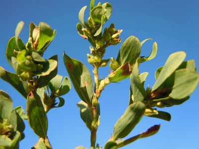 Polygonum achoreum, photographed by Matt Lavin