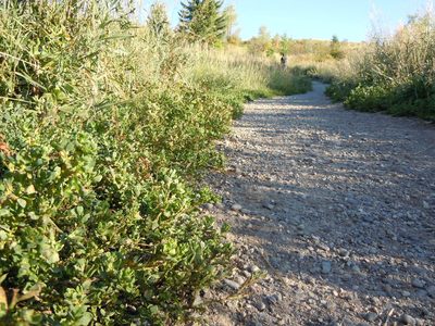 Polygonum achoreum, photographed by Matt Lavin