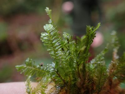 Dannorrisia bigelovii, photographed by Randal