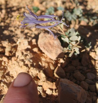 Aquilegia scopulorum, photographed by John Brew