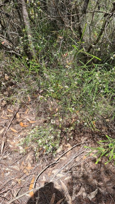 Baeckea brevifolia, photographed by Petra Holland