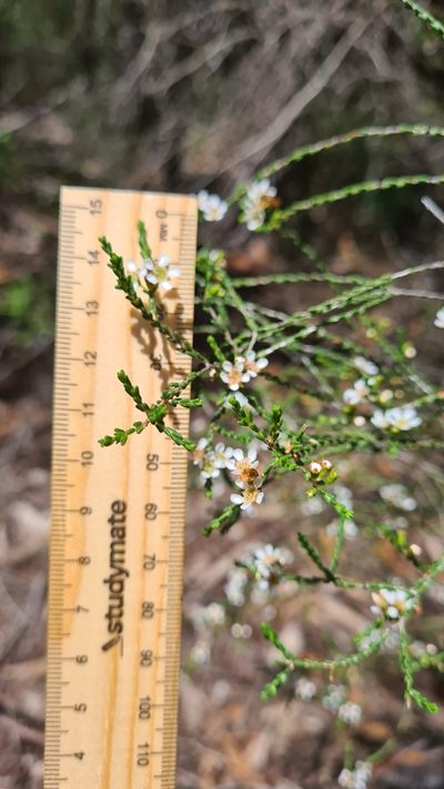 Baeckea brevifolia, photographed by Petra Holland