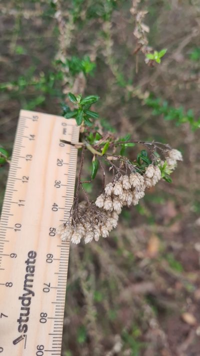 Cassinia denticulata, photographed by Petra Holland