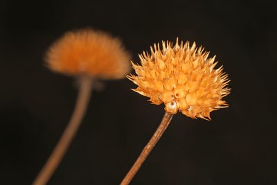 Balduina angustifolia, photographed by Judy Gallagher