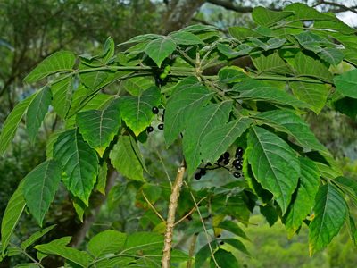 Brucea javanica