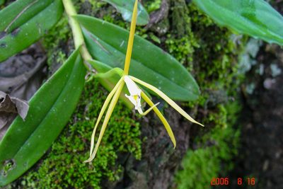 Epidendrum nocturnum, photographed by Alec McClay