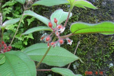 Miconia petiolaris, photographed by Alec McClay