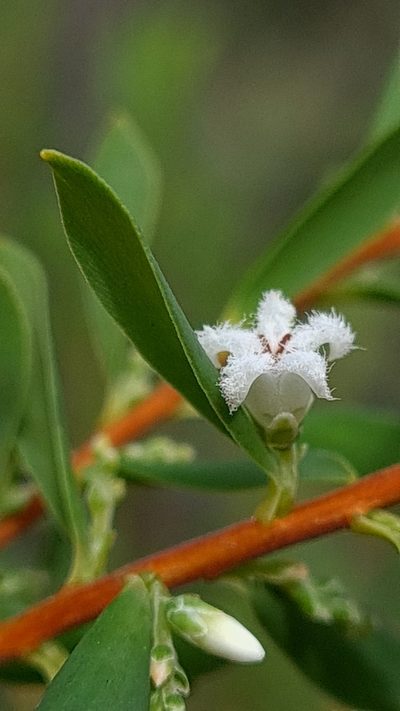 Styphelia mutica, photographed by Petra Holland