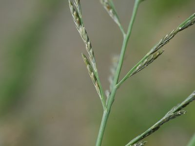 Diplachne fusca