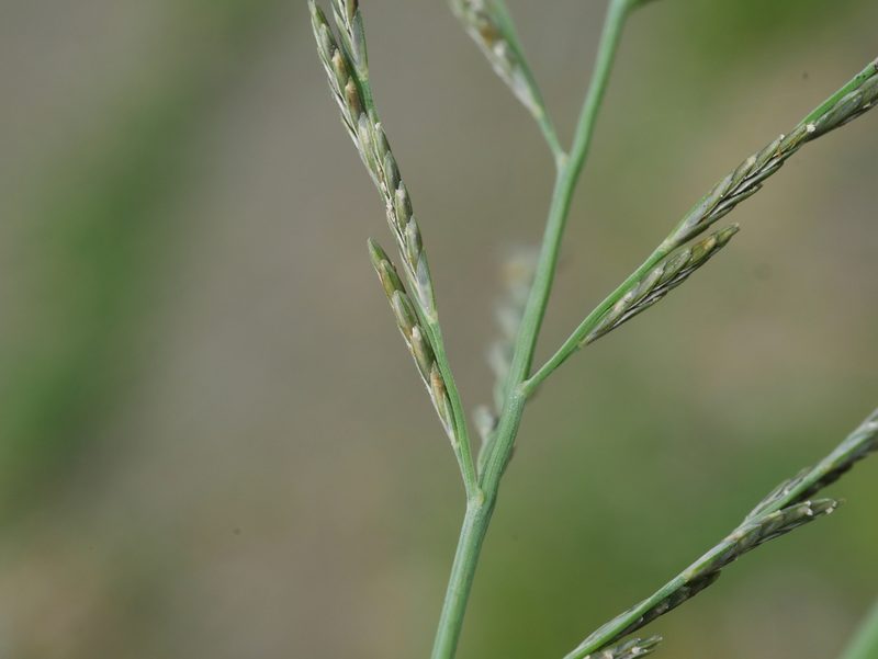 Diplachne fusca, photographed by Jacy Chen