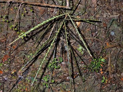 Pseudopanax crassifolius, photographed by Saryu Mae 前 朝琉