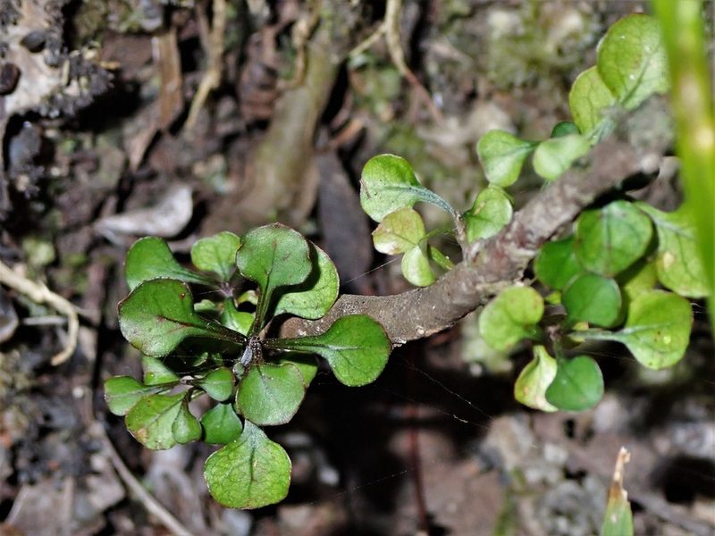 Coprosma arborea, photographed by Saryu Mae 前 朝琉