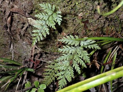 Lastreopsis hispida, photographed by Saryu Mae 前 朝琉