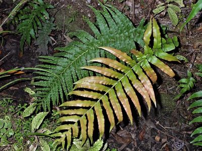 Parablechnum novae-zelandiae, photographed by Saryu Mae 前 朝琉