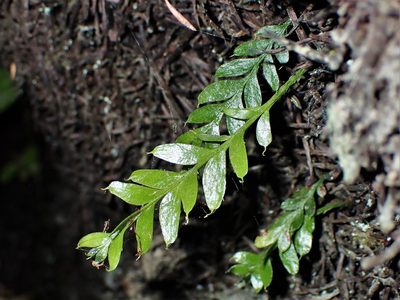 Tmesipteris lanceolata, photographed by Saryu Mae 前 朝琉
