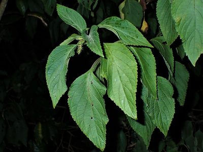 Plectranthus ecklonii, photographed by Saryu Mae 前 朝琉