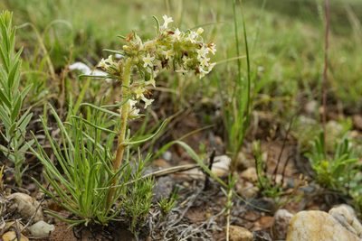 Ipomopsis spicata, photographed by Cecelia Alexander