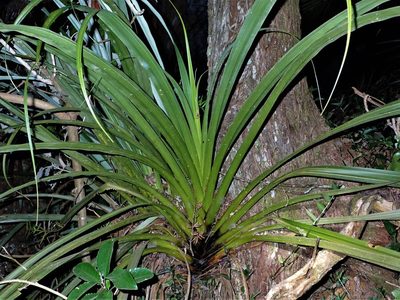 Astelia hastata, photographed by Saryu Mae 前 朝琉