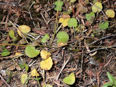 Centella uniflora, photographed by Saryu Mae 前 朝琉
