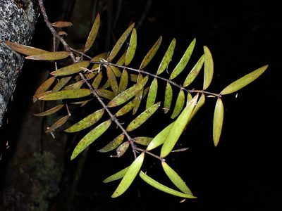 Agathis australis, photographed by Saryu Mae 前 朝琉