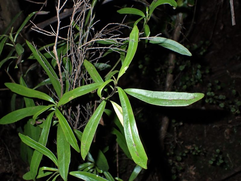 Brachyglottis kirkii, photographed by Saryu Mae 前 朝琉