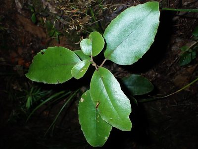 Olearia furfuracea, photographed by Saryu Mae 前 朝琉